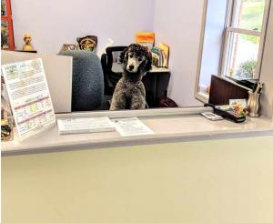 Hendersonville North Carolina Dog Grooming Service Hendersonville North Carolina Dog Grooming Service