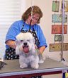 Hendersonville North Carolina Dog Grooming Service Hendersonville North Carolina Dog Grooming Service