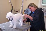Pet Grooming and Pet Day Care Services Pet Grooming and Pet Day Care Services